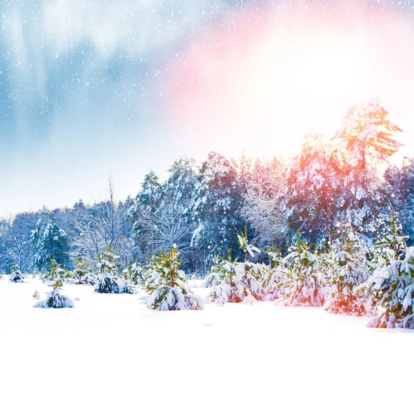 Gefrorener Winterwald Mit Schneebedeckten Bäumen Außenbereich — Stockfoto