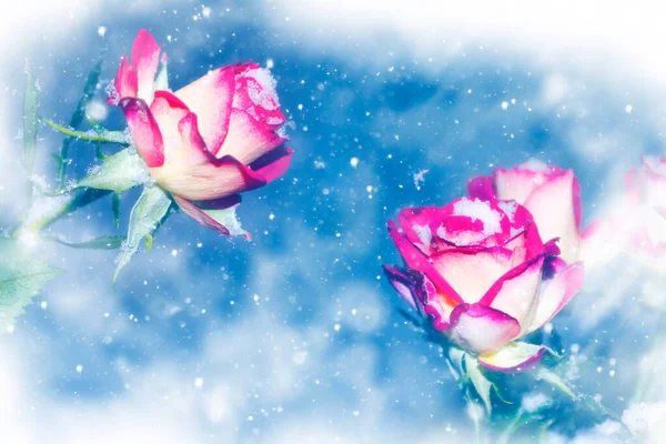 Frische Blumen Schnee Gefrorene Rose Natur — Stockfoto