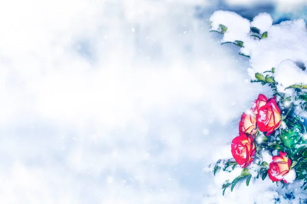 Flores Frescas Nieve Rosa Congelada Naturaleza — Foto de Stock