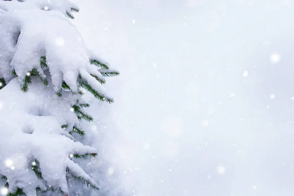 Gefrorener Winterwald Mit Schneebedeckten Bäumen Nadelbaum Zweig Außenbereich — Stockfoto