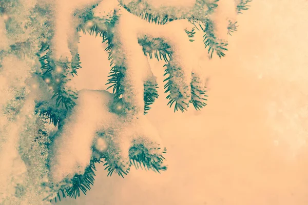 Forêt Hiver Gelée Avec Arbres Enneigés Extérieur — Photo