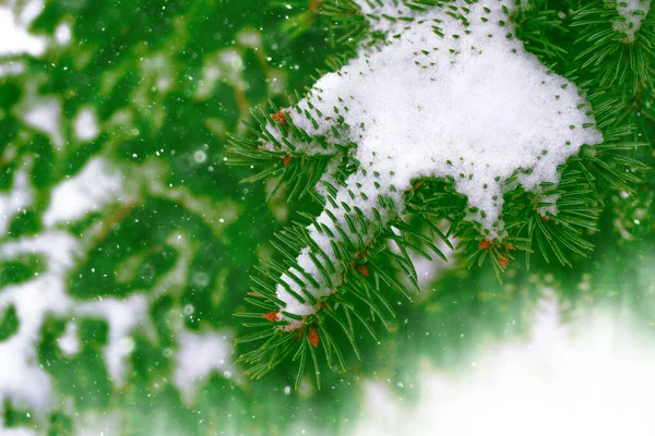 Bevroren Winterbos Met Besneeuwde Bomen Buiten — Stockfoto