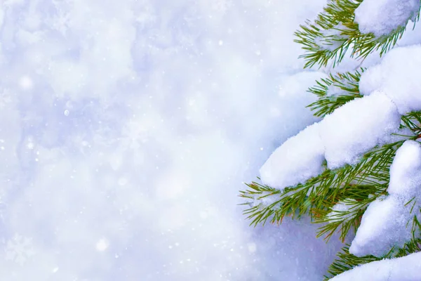 Gefrorener Winterwald Mit Schneebedeckten Bäumen Nadelbaum Zweig Außenbereich — Stockfoto