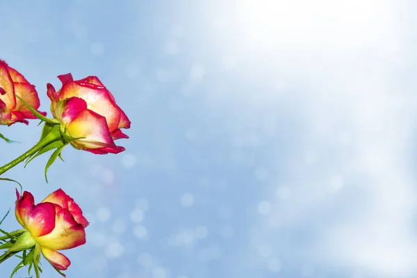 Leuchtend Bunte Blume Stieg Natürlicher Floraler Hintergrund Weihnachtsgrußkarte — Stockfoto