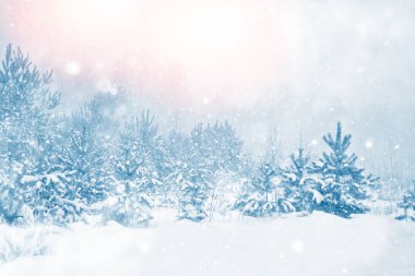 Karla kaplı ağaçlarla donmuş kış ormanı. Açık hava