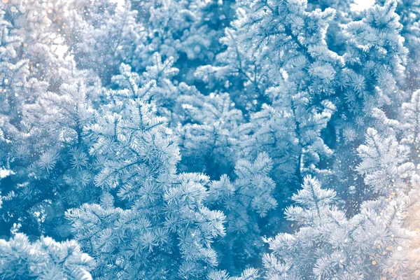 Bevroren Winterbos Met Besneeuwde Bomen Buiten Gelukkig Nieuwjaar Vrolijk Kerstfeest — Stockfoto