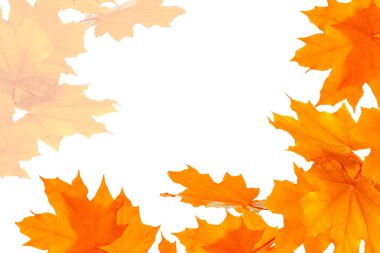 Beyaz arka planda parlak bir sonbahar akçaağaç yaprağı. Yapraklar. Sonbahar kavramı