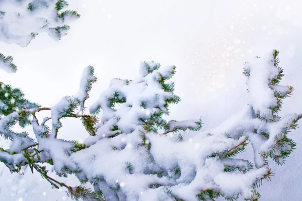 Bosque Invierno Congelado Con Árboles Cubiertos Nieve Rama Abeto Coníferas —  Fotos de Stock