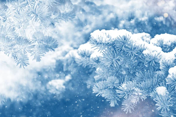 Mrożony Las Zimowy Pokrytymi Śniegiem Drzewami Zewnątrz — Zdjęcie stockowe