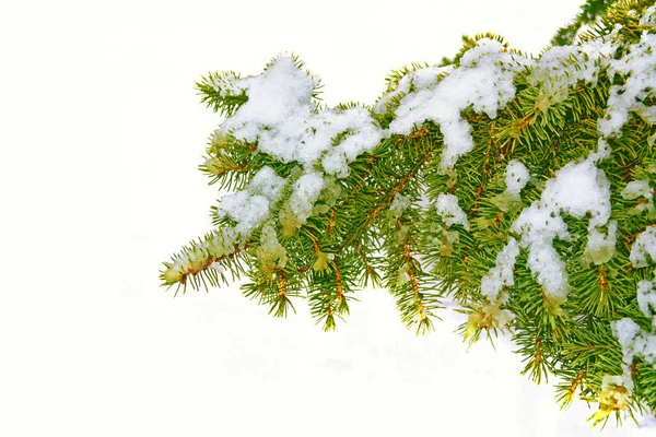 Grenarna Snön Täckt Julgran Vit Bakgrund Vinter — Stockfoto