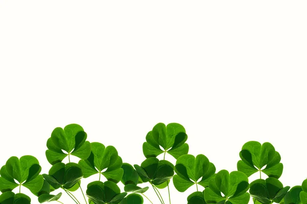 Grüne Kleeblätter Isoliert Auf Weißem Hintergrund Patrick Day Natur — Stockfoto