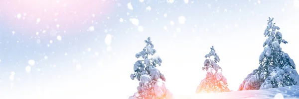 Christmas Tree Happy New Year Merry Christmas — Stock Photo, Image