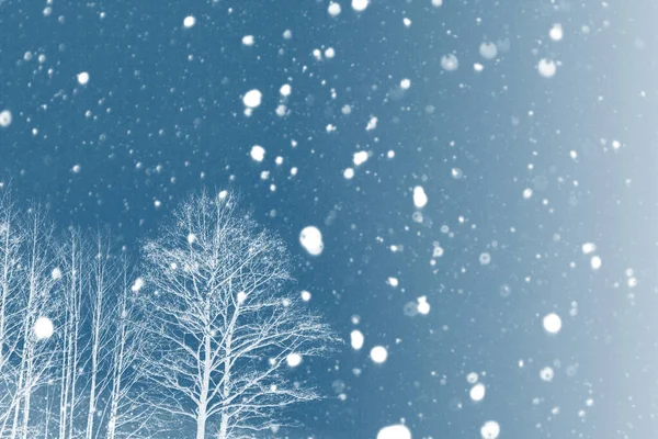 Заморожений Зимовий Ліс Сніговими Деревами — стокове фото