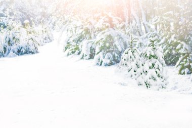 Karla kaplı ağaçlarla donmuş kış ormanı. Açık hava