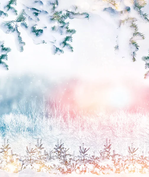 Karla Kaplı Ağaçlarla Donmuş Kış Ormanı Kozalaklı Ladin Dalı Açık — Stok fotoğraf