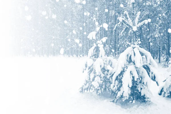 Foresta Invernale Ghiacciata Con Alberi Innevati — Foto Stock