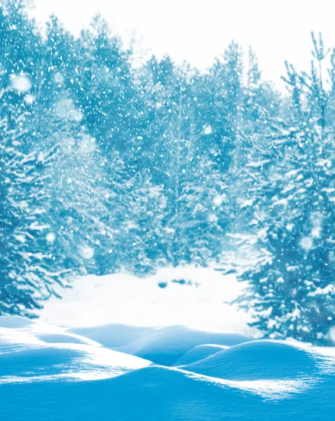 Zmrzlý Zimní Les Zasněženými Stromy Venkovní — Stock fotografie