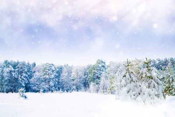 Fryst Vinterskog Med Snötäckta Träd Utomhus — Stockfoto