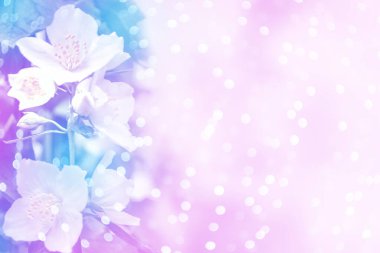 Beyaz yasemin. Narin bahar çiçekleri dalları