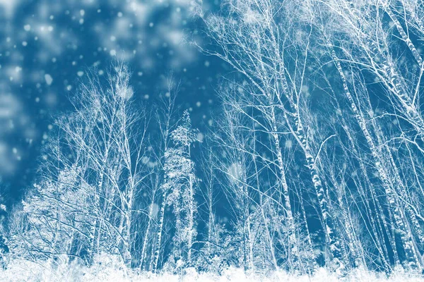 Frozen Winter Forest Snow Covered Trees Outdoor — Stock Photo, Image