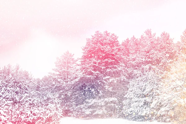 Foresta Invernale Ghiacciata Con Alberi Innevati All Aperto — Foto Stock