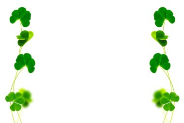 Beyaz arka planda yeşil yonca yaprakları. Aziz Patrick Günü 'nde. Yapraklar