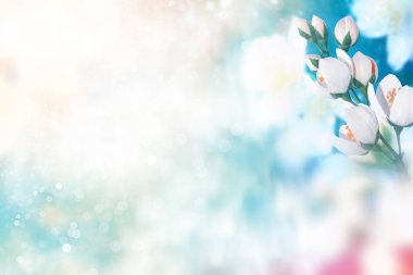 Beyaz yasemin. Dal narin bahar çiçekleri. Doğa