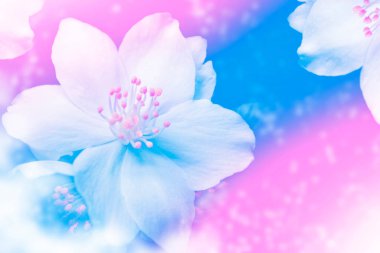 Beyaz yasemin. Dal narin bahar çiçekleri. Doğa