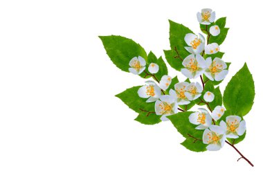 Yasemin çiçeklerinin beyaz arka planda izole edilmiş dalları. Güzel çiçekli bitki.