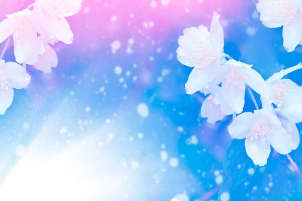 白色茉莉花 枝条娇嫩的春花 — 图库照片