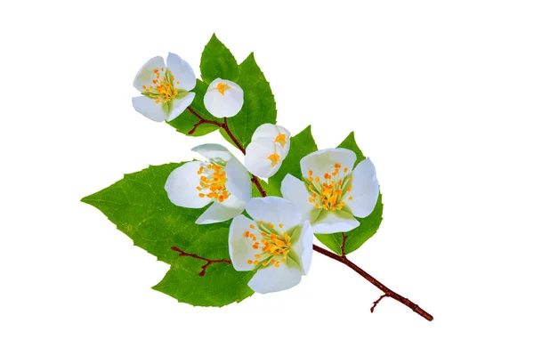 Tak Van Jasmijnbloemen Geïsoleerd Witte Achtergrond Mooie Bloeiende Plant — Stockfoto