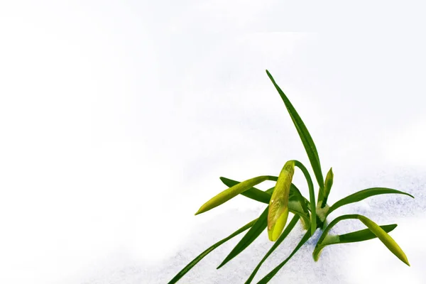 Flores Narcisos Colores Brillantes Nieve Jardín Primavera — Foto de Stock