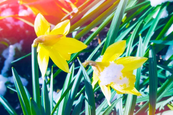Leuchtend Bunte Narzissen Blühen Schnee Frühlingsgarten — Stockfoto