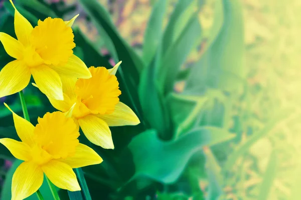Яркие Красочные Цветы Нарциссов Фоне Весеннего Пейзажа — стоковое фото