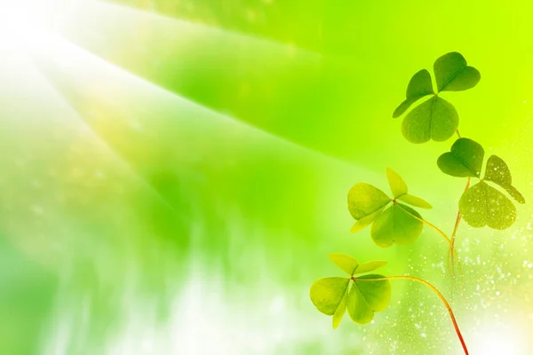 Зеленые Листья Клевера День Святого Патрика Весенний Фон — стоковое фото
