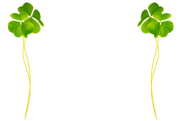 Zielone Liście Koniczyny Odizolowane Białym Tle Dzień Patryka Liści — Zdjęcie stockowe