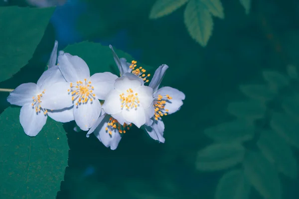 Jazmín Blanco Rama Delicadas Flores Primavera Naturaleza — Foto de Stock