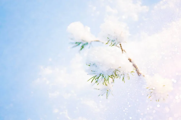 Bosque Invierno Congelado Con Árboles Cubiertos Nieve Exterior — Foto de Stock