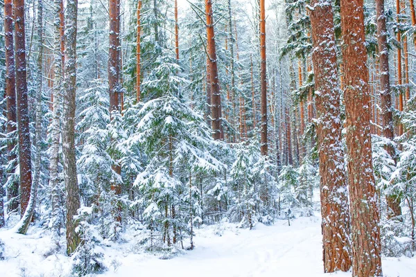 Floresta Inverno Congelada Com Árvores Cobertas Neve Exterior — Fotografia de Stock