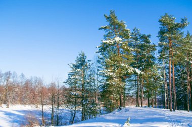 Karla kaplı ağaçlarla donmuş kış ormanı. Açık hava