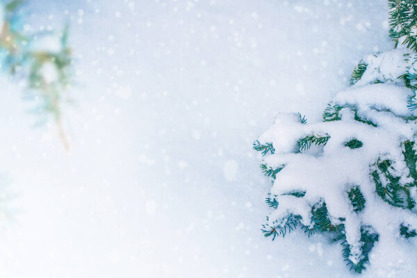 Frozen winter forest with snow covered trees. outdoor