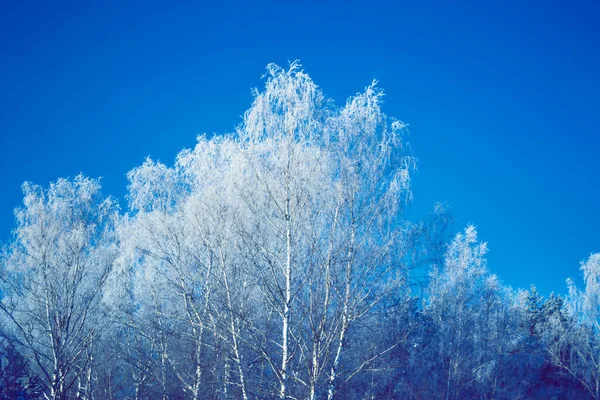 Bosque Invierno Congelado Con Árboles Cubiertos Nieve —  Fotos de Stock