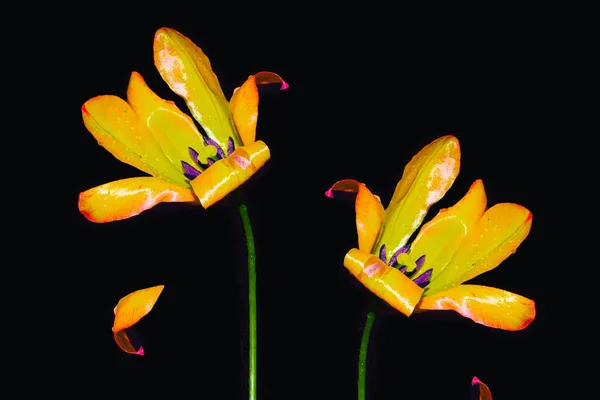 黒の背景に孤立した春の花チューリップ — ストック写真