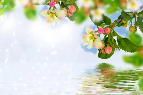 Natur Blommande Grenäpple Ljusa Färgglada Vårblommor — Stockfoto