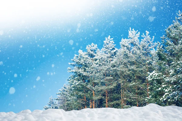 Forêt Hiver Gelée Avec Arbres Enneigés Extérieur — Photo