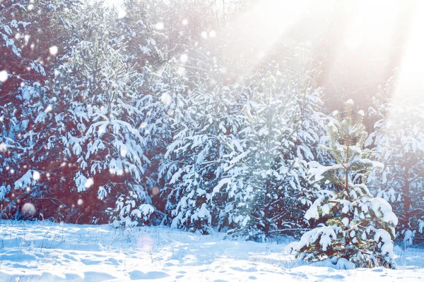 Sonniger Tag Gefrorener Winterwald Mit Schneebedeckten Bäumen Außenbereich — Stockfoto