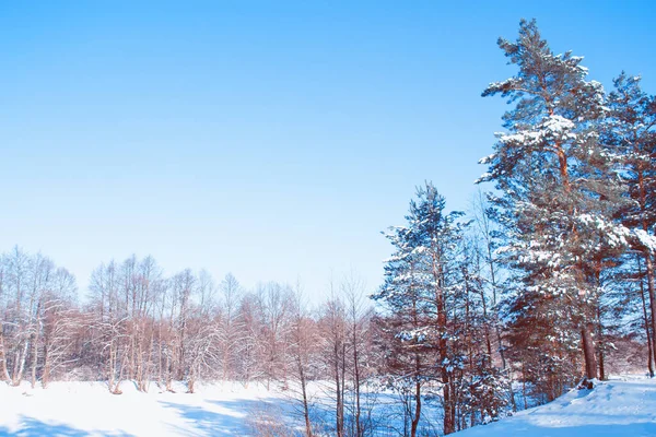 冰雪覆盖的冬季森林 — 图库照片