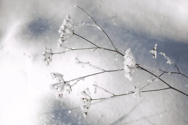 Herbe Gelée Floue Fond Abstrait Hiver Paysage Extérieur — Photo