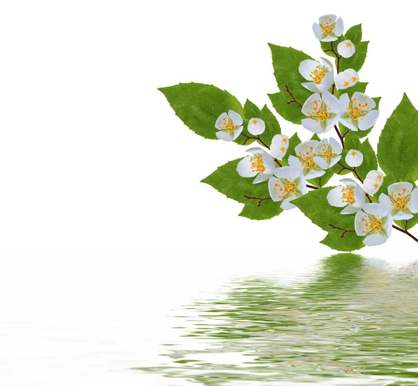 Jázminvirágok Fehér Alapon Izolált Ága Gyönyörű Virágzó Növény — Stock Fotó