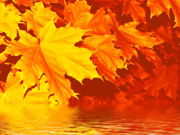 Jesienny Krajobraz Jasnymi Kolorowymi Liśćmi Indiańskie Lato Liści — Zdjęcie stockowe